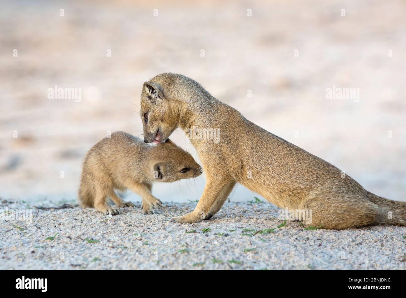 Mongoose gialla (Cynictis penicillata) che brulica il cuccioli, Kgalagadi Tranfrontiera Park, Capo del Nord, Sudafrica Foto Stock