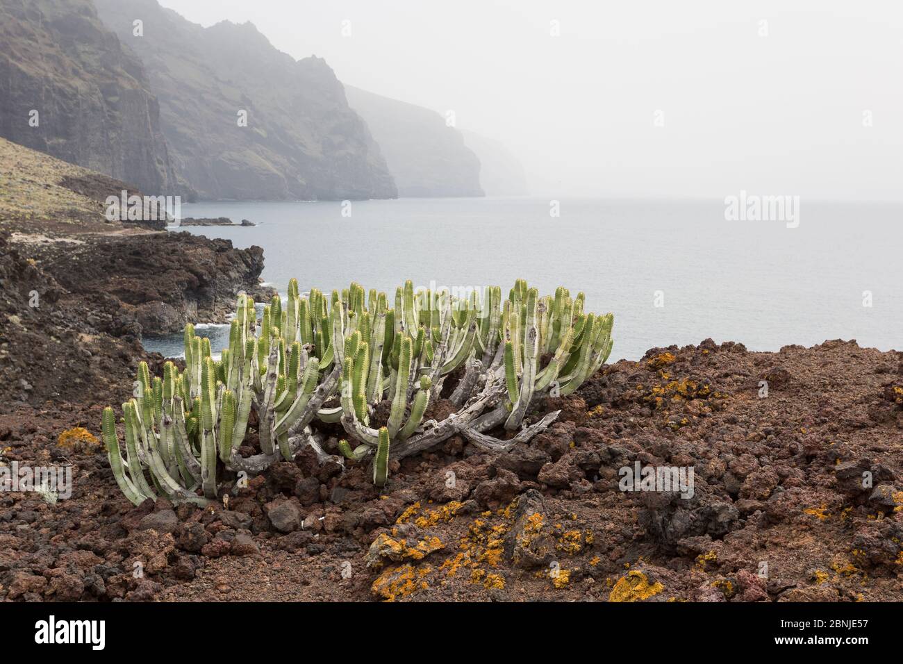 Cardon (Euphorbia canariensis) Punta de Teno, Tenerife, Isole Canarie, Spagna Foto Stock