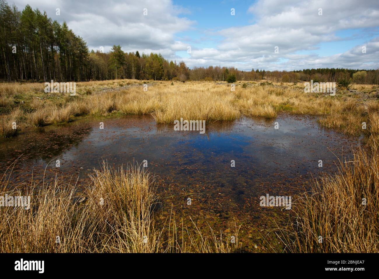 Stagno poco profondo, habitat di nidi in via di estinzione Grande crestato (Triturus cristatus) e altri animali acquatici, Woorgreens riserva naturale, Gloucestershire, Regno Unito Foto Stock