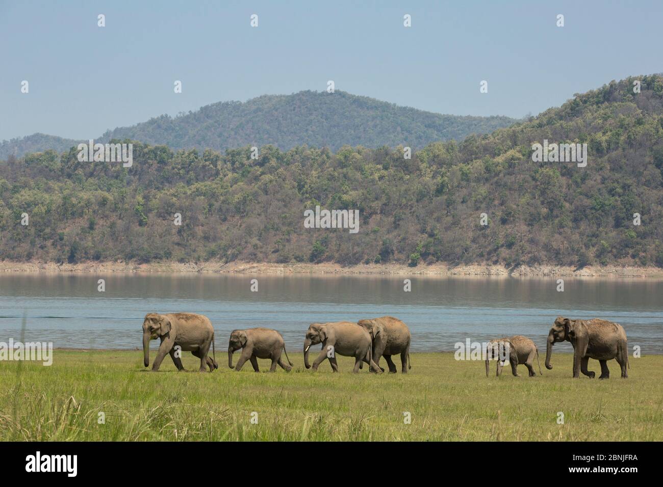 Elefante asiatico (Elefas maximus), mandria che si avvicina al lago per bere acqua. Jim Corbett National Park, India. Foto Stock