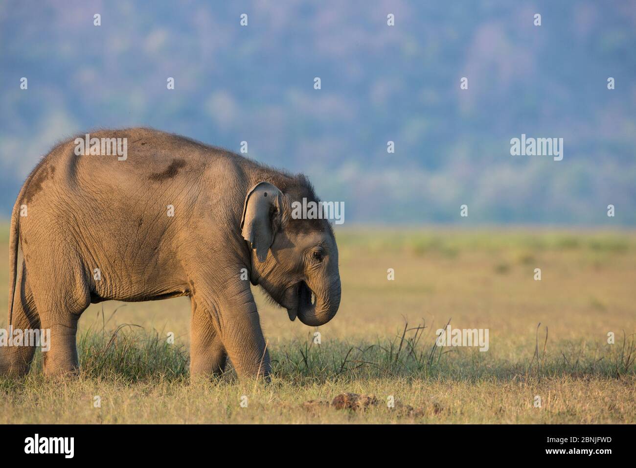 Elefante asiatico (Elephas maximus), giovane vitello che si nutre sull'erba, Jim Corbett National Park, India. Foto Stock