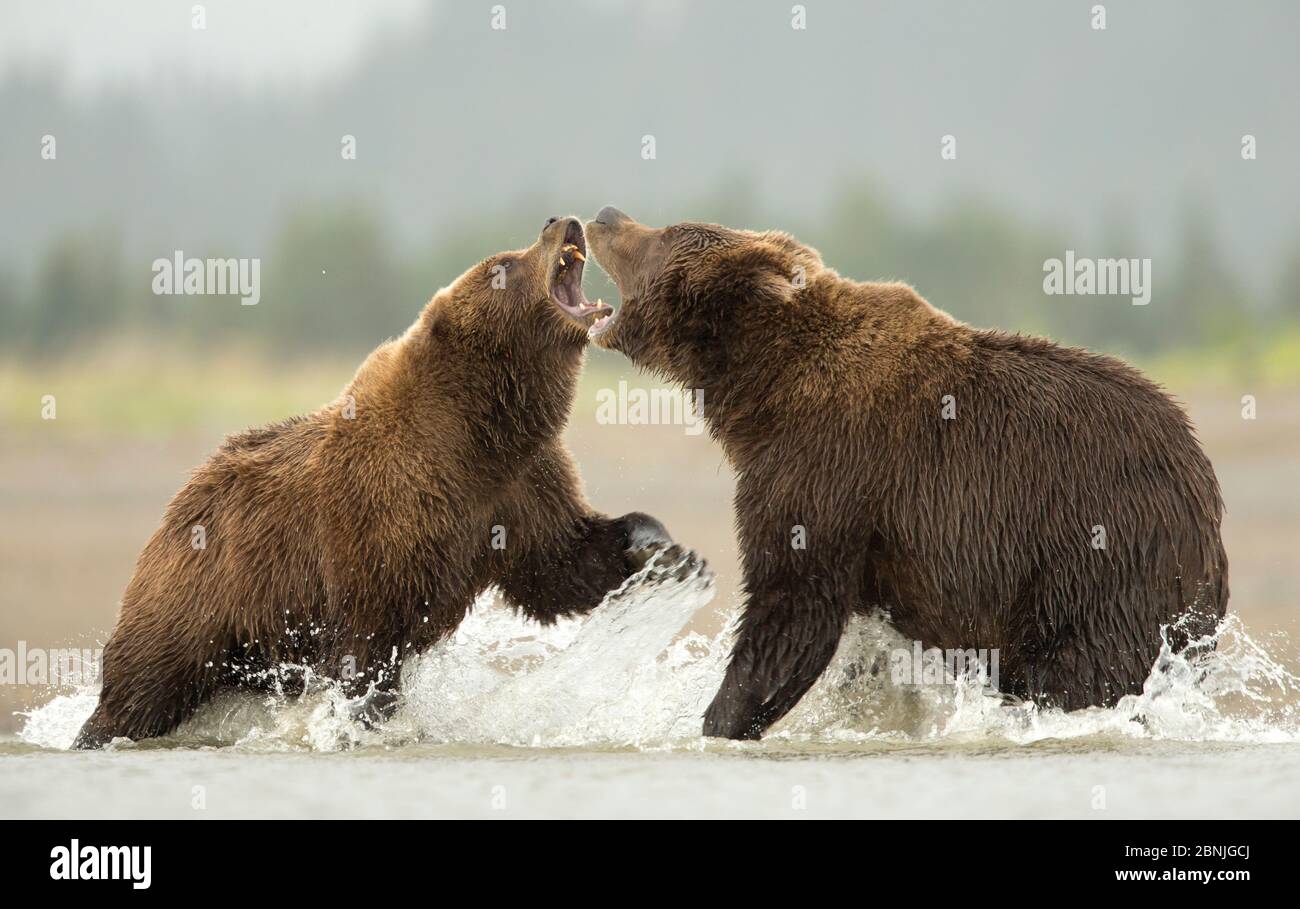 Coastal l'orso bruno (Ursus arctos) combattimenti, Lago di Clarke National Park, Alaska, Settembre Foto Stock