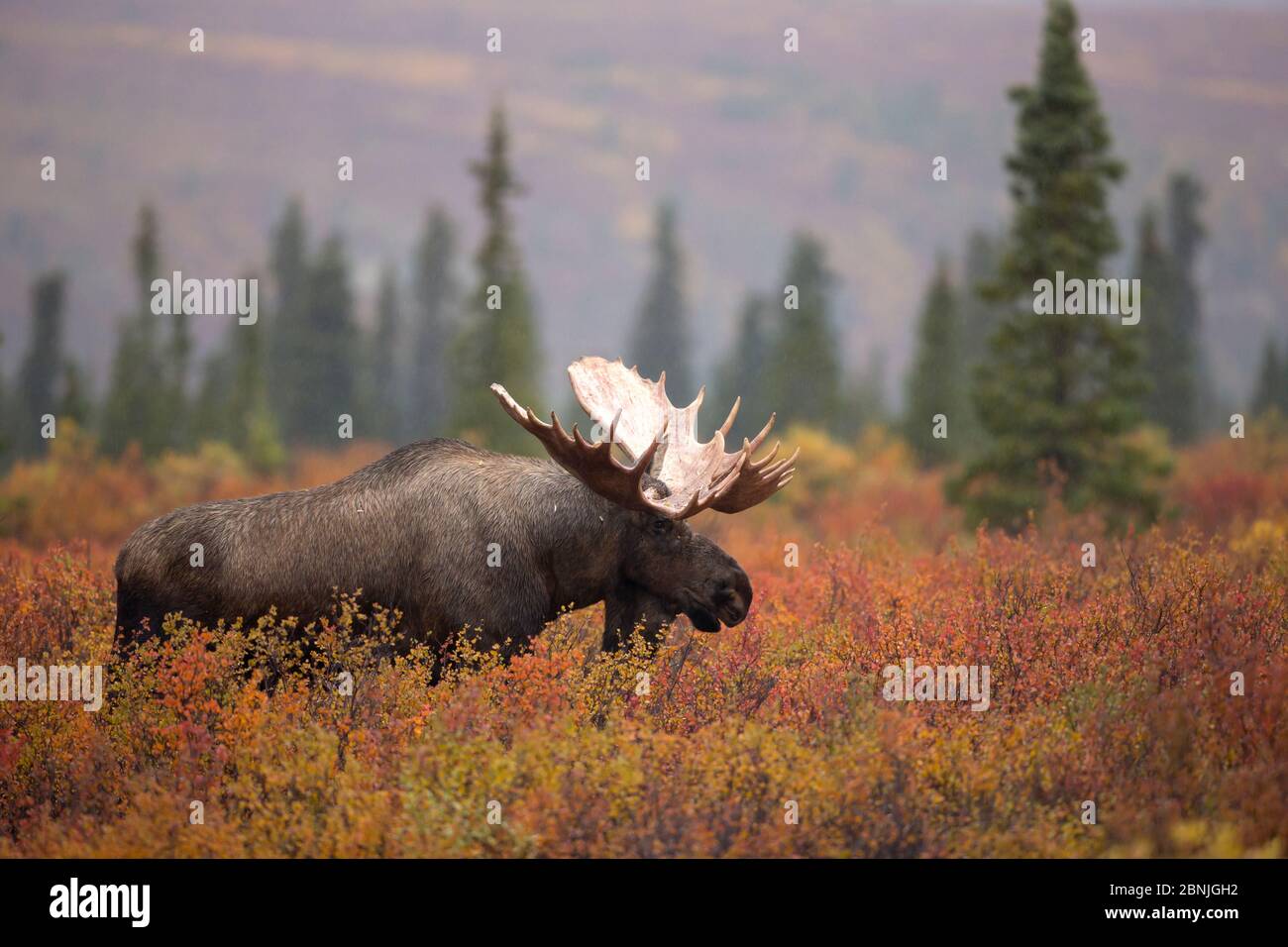 Moose Bull (Alces alces) camminare nella schiarimento della foresta, Denali National Park, USA, settembre Foto Stock