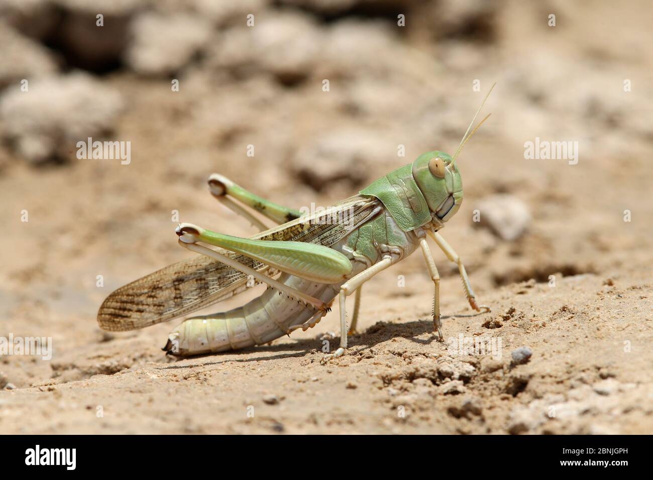 Locusta del deserto (Schistocerca gregaria) agosto, Oman Foto Stock