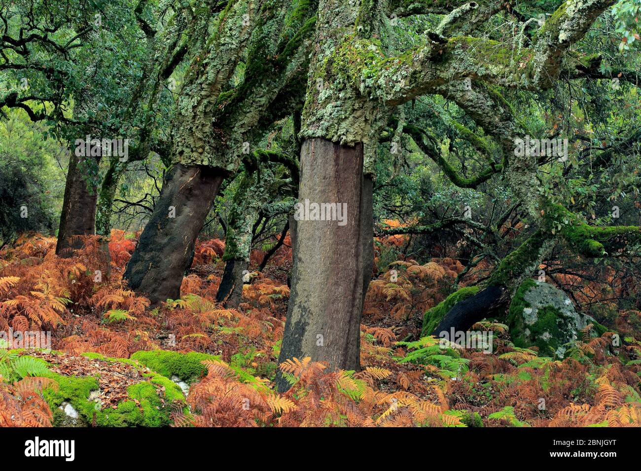 Querce di sughero (Quercus suber) con corteccia rimossa, Alcornocales NP, Cadice, Andalucia, Spagna, ottobre 2015 Foto Stock