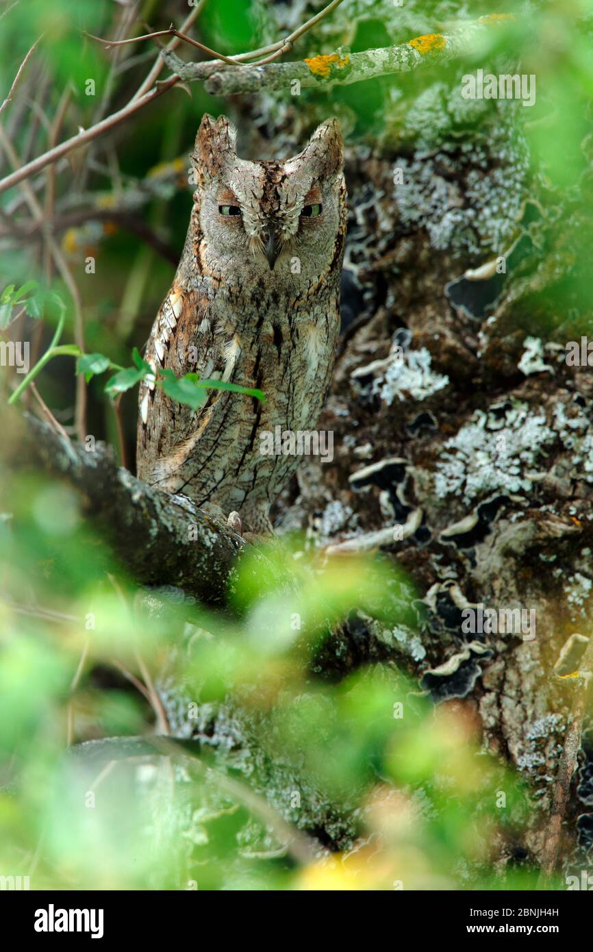 Cicale (OTUS Scicli) che rosticcia nel giorno, Sierra de Grazalema Parco Naturale, Spagna meridionale, giugno. Foto Stock