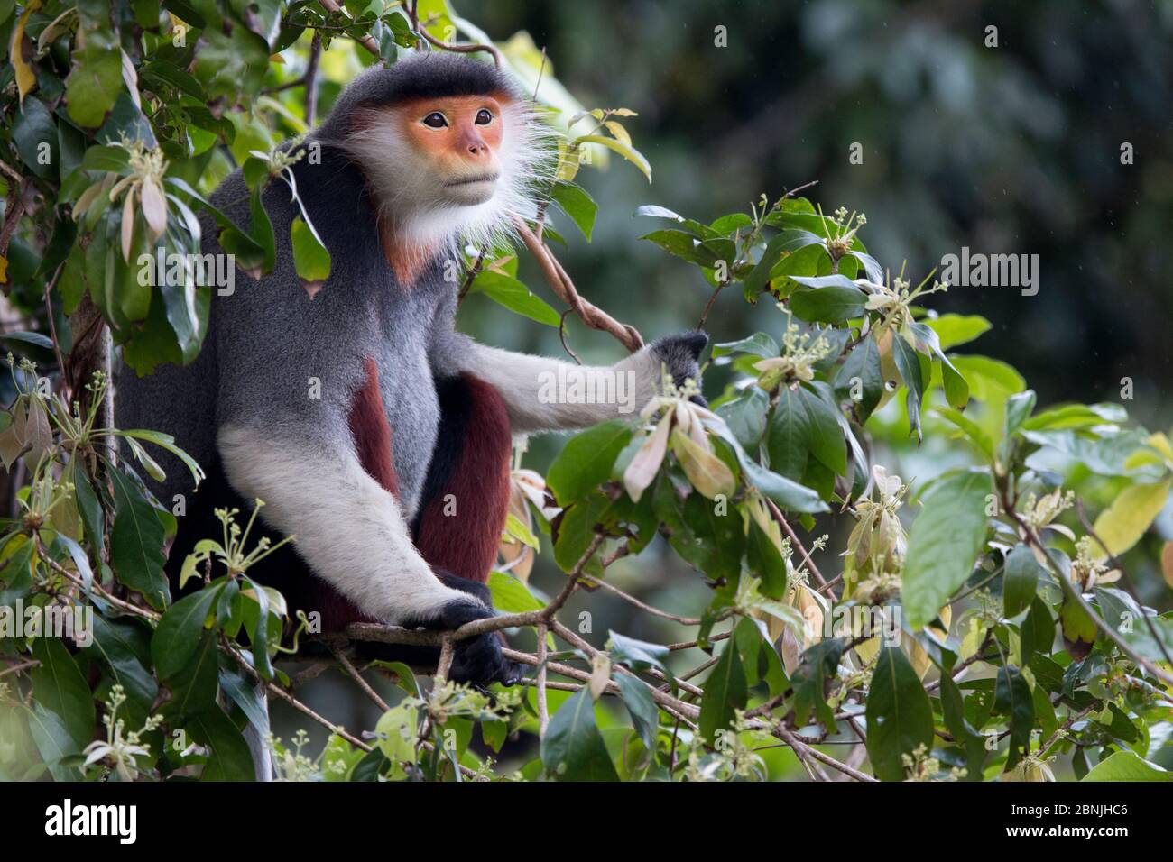 Douc langur (Pygathrix nemaeus), uomo adulto seduto ritratto, Vietnam Foto Stock