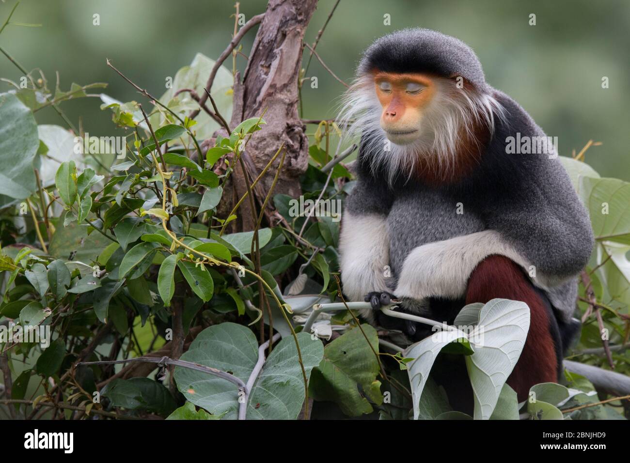 Douc langur (Pygathrix nemaeus), uomo adulto che dorme, Vietnam Foto Stock