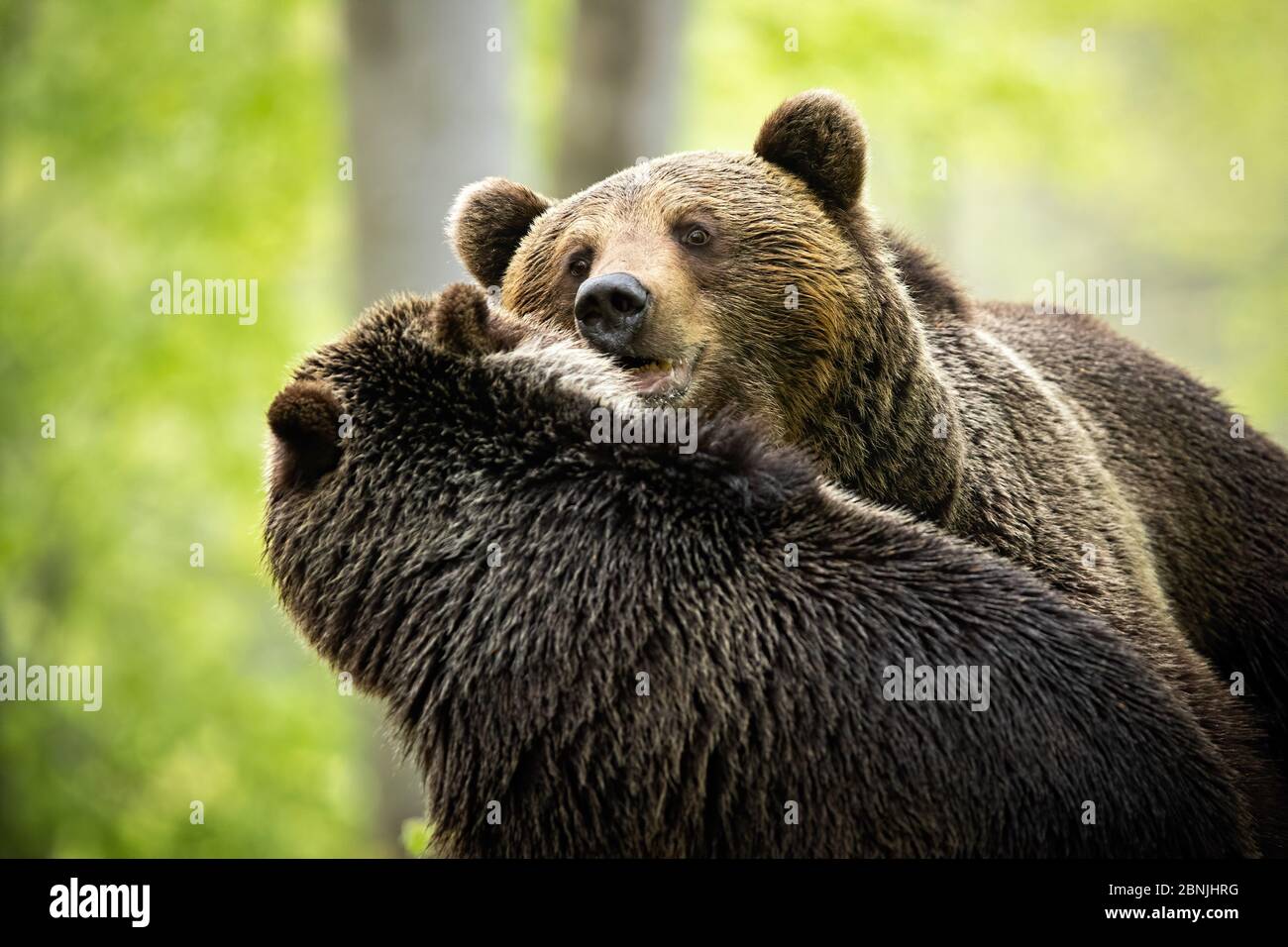 Interazione tra orso bruno maschio e femmina durante la corteggiamento Foto Stock
