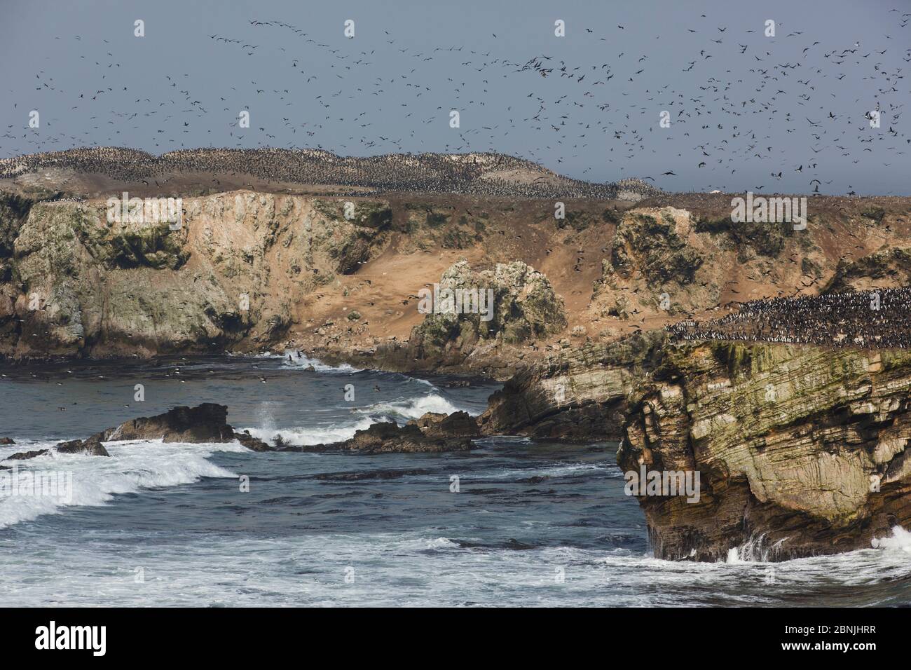 Guanay cormorano (Phalacrocorax bougainvillii) colonia di riproduzione di circa 500,000 uccelli sulla penisola di guano, Punta San Juan, Perù, 2013 Foto Stock