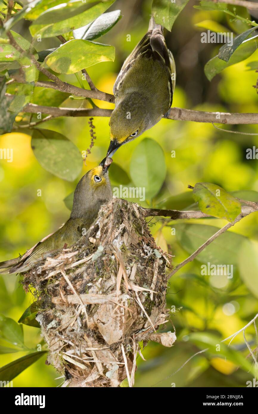 vireo (Vireo griseus) maschio che allatta femmina su nido, Stati Uniti orientali. Aprile. Foto Stock