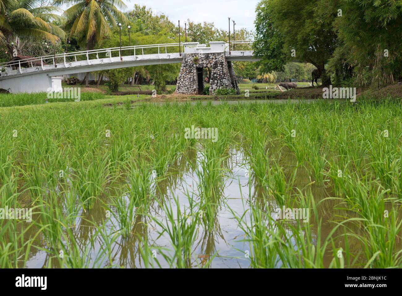 Malesia, Malaisie, île, Isola di Insel, Langkawi, Malacca, produzione di riz, Reisproduktion, produzione di riso Foto Stock