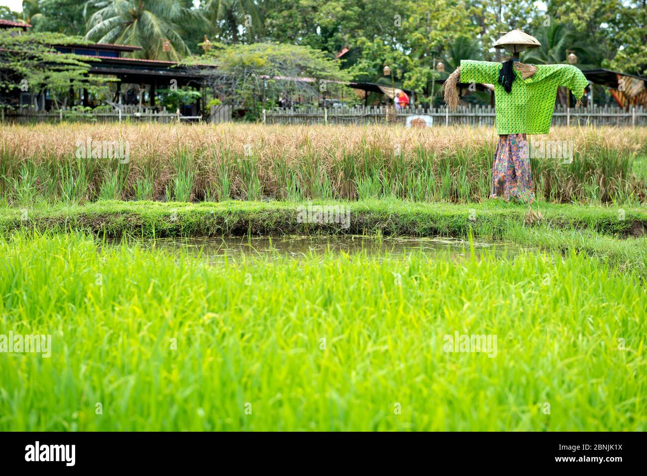 Malesia, Malaisie, île, Isola di Insel, Langkawi, Malacca, produzione di riz, Reisproduktion, produzione di riso Foto Stock