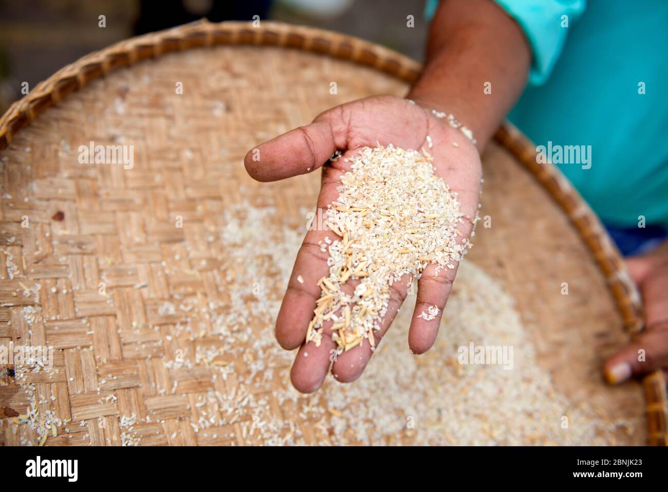 Malesia, Malaisie, île, Isola di Insel, Langkawi, Malacca, produzione di riz, Reisproduktion, produzione di riso Foto Stock