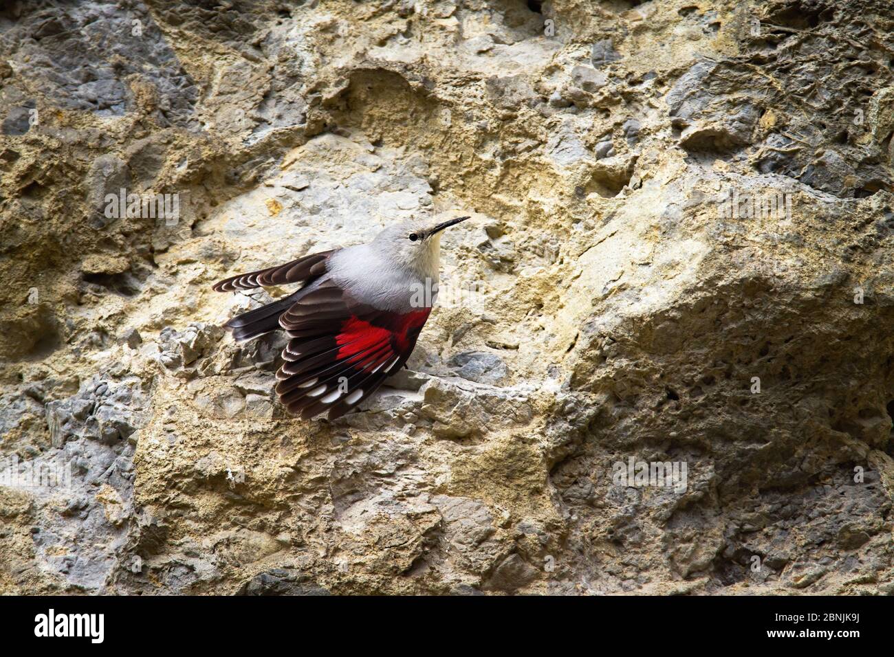 Piccolo wallsuperriduttore con ali aperte e piumaggio rosso visibile su parete rocciosa Foto Stock