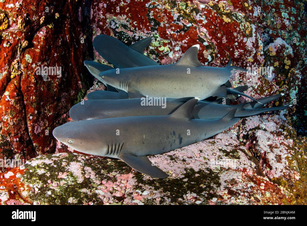 Squali di reef Whitetip (Triaenodon obesus) poggiati sul pavimento del mare, Roca Partida vicino all'isola di San Benedicto, Riserva della Biosfera dell'Arcipelago di Revillagigedo Foto Stock