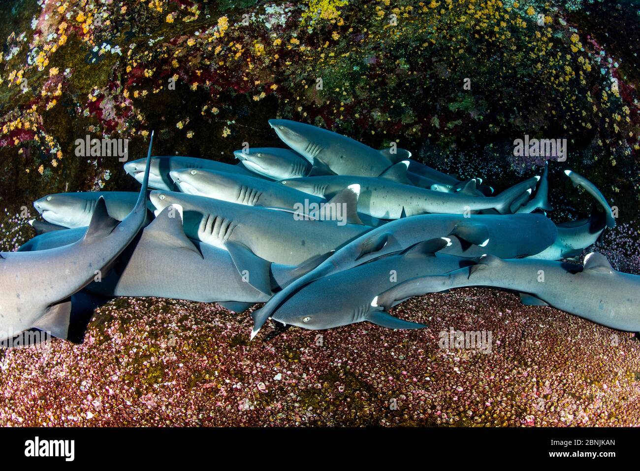 Squali di reef Whitetip (Triaenodon obesus) poggiati sul pavimento del mare, Roca Partida vicino all'isola di San Benedicto, Riserva della Biosfera dell'Arcipelago di Revillagigedo Foto Stock