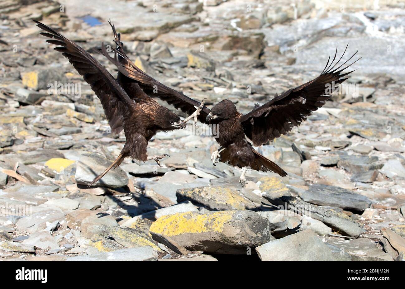 Caracara striata (Phalcoboenus australis) due giovani in grave lotta siblicida. Isole Falklands. Foto Stock