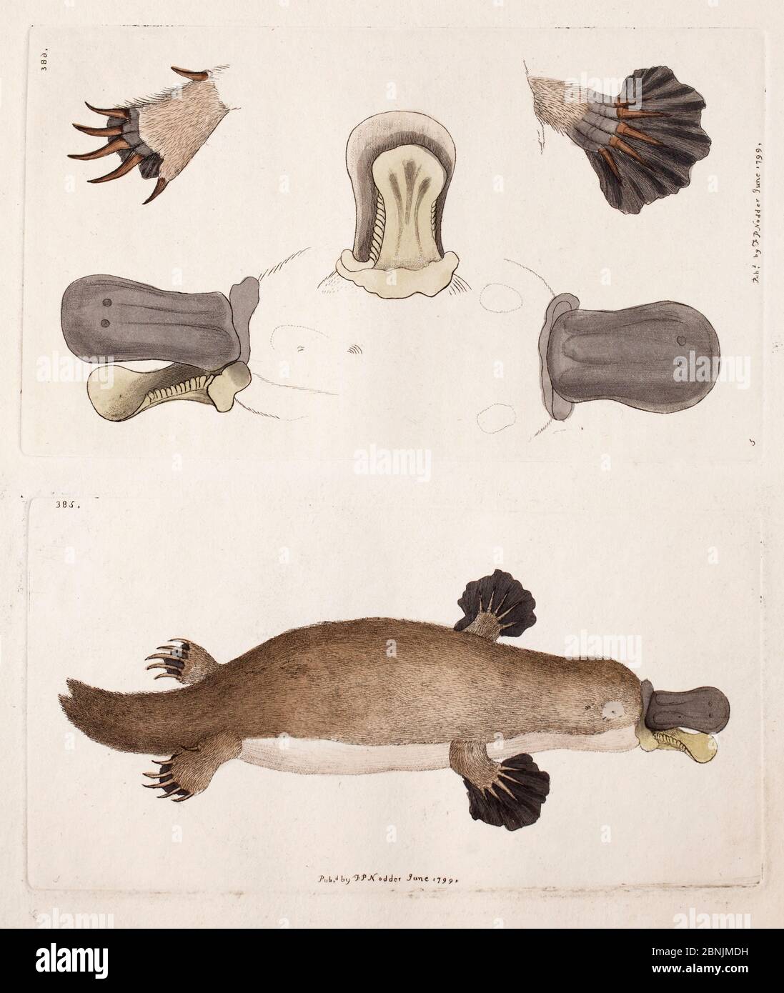 Illustrazione di piastre di anatra bocciato platypus (Ornithorhynchus anatinus) compresa l'anatomia di piedi e di legge, da Frederick Nodder da George Shaw, 'il Foto Stock
