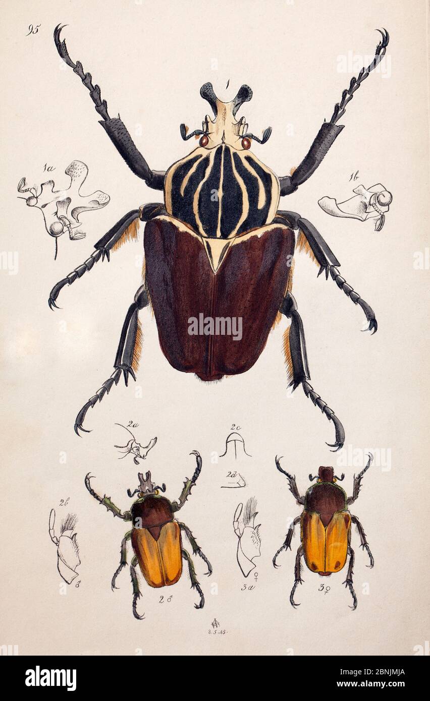 Illustrazione di Goliath Beetle (Goliathus goliatus) e Chafer Beetles, da Arcana entomologica, o, illustrazioni di inse nuove, rare, e interessanti Foto Stock