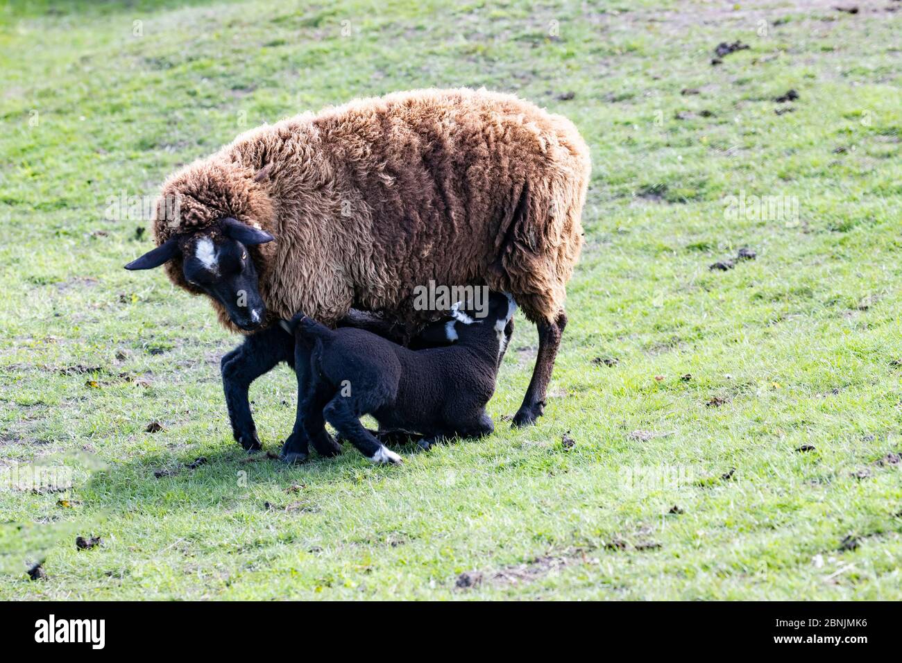 Pecora nera o femmina Ewe Ovis aries che alimenta due giovani agnelli neri di primavera che succhiano alle sue tettarelle Foto Stock