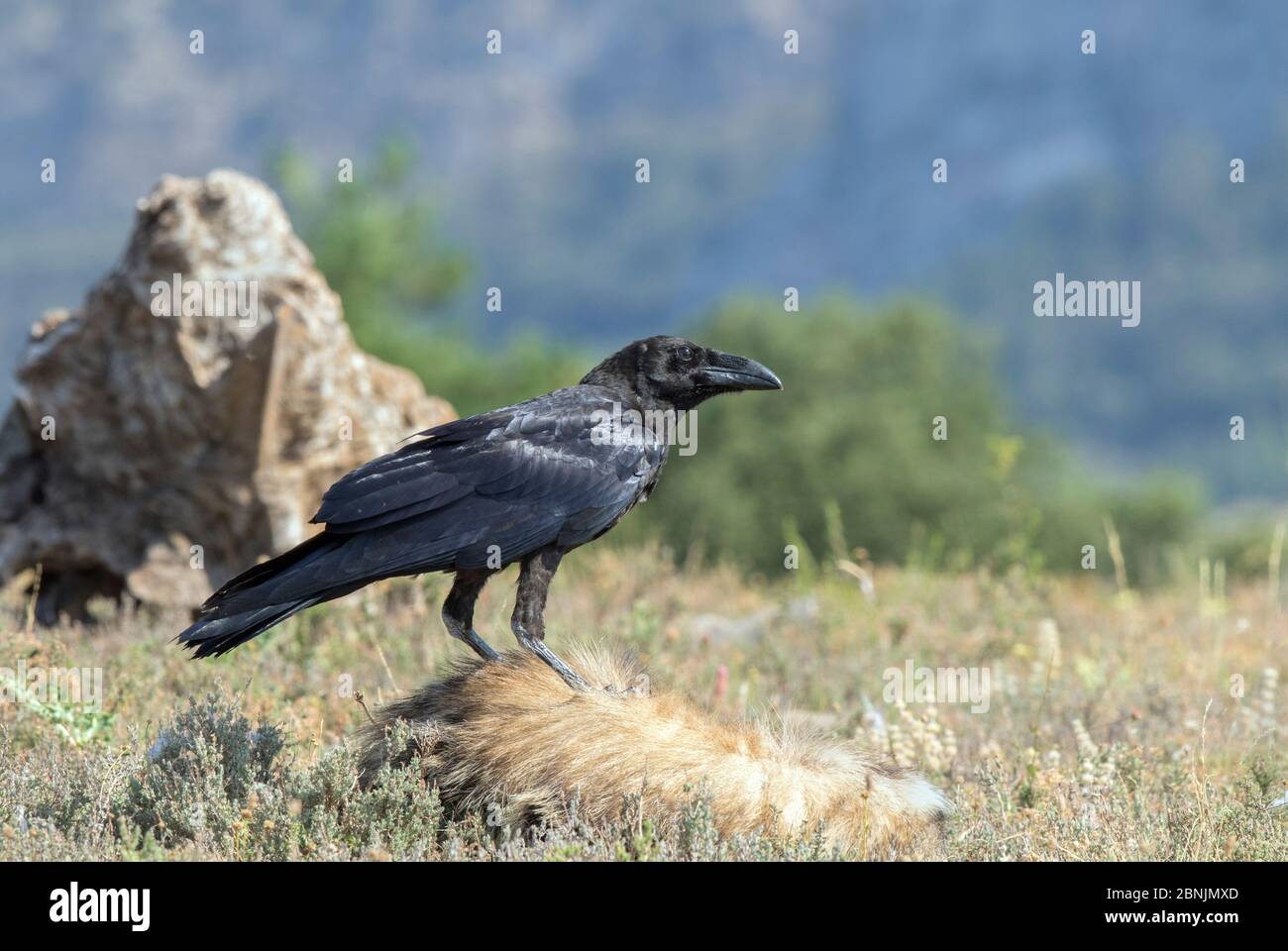 Raven (Corvus corax) che si nutrono di Badger morti, Pirenei, Spagna luglio Foto Stock