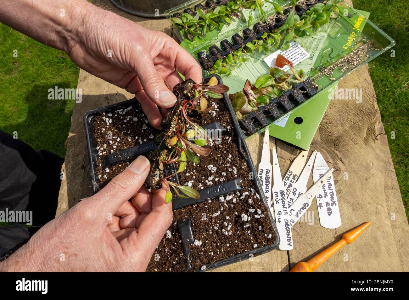 Primo piano di uomo persona che piantano inglobamento gaura tappo biancheria da letto piante in moduli di plastica vassoio modulare in primavera Inghilterra Regno Unito GB Gran Bretagna Foto Stock