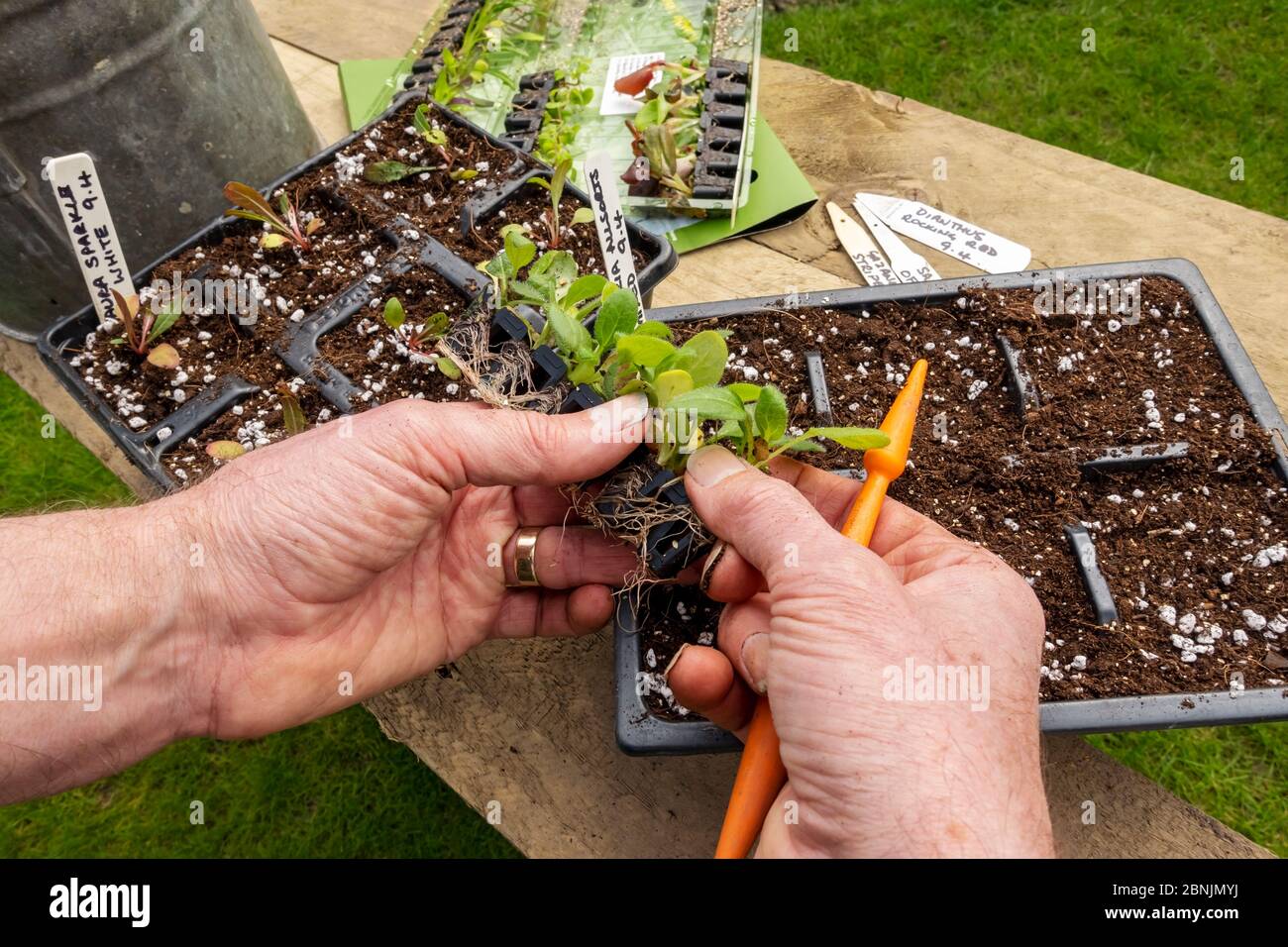 Primo piano di uomo giardiniere piantare in vaso rudbeckia impianti plug in pentole di piante moduli di plastica vassoio modulare in primavera Inghilterra UK GB Gran Bretagna Foto Stock