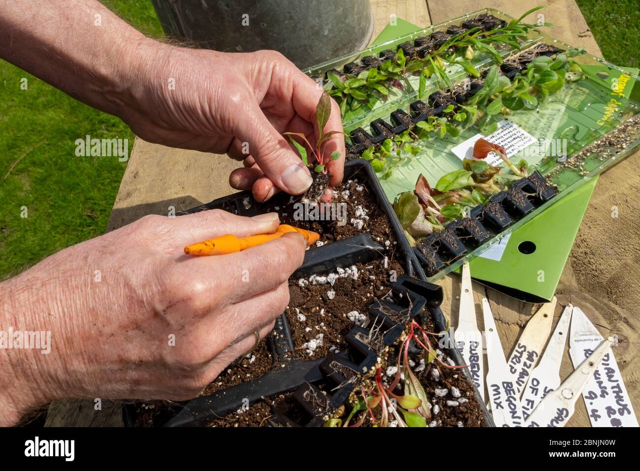 Primo piano di uomo che piantano in vaso su impianti di tappi di gaura in plastica pianta pentole moduli vassoio modulare in primavera Inghilterra Regno Unito GB Gran Bretagna Foto Stock