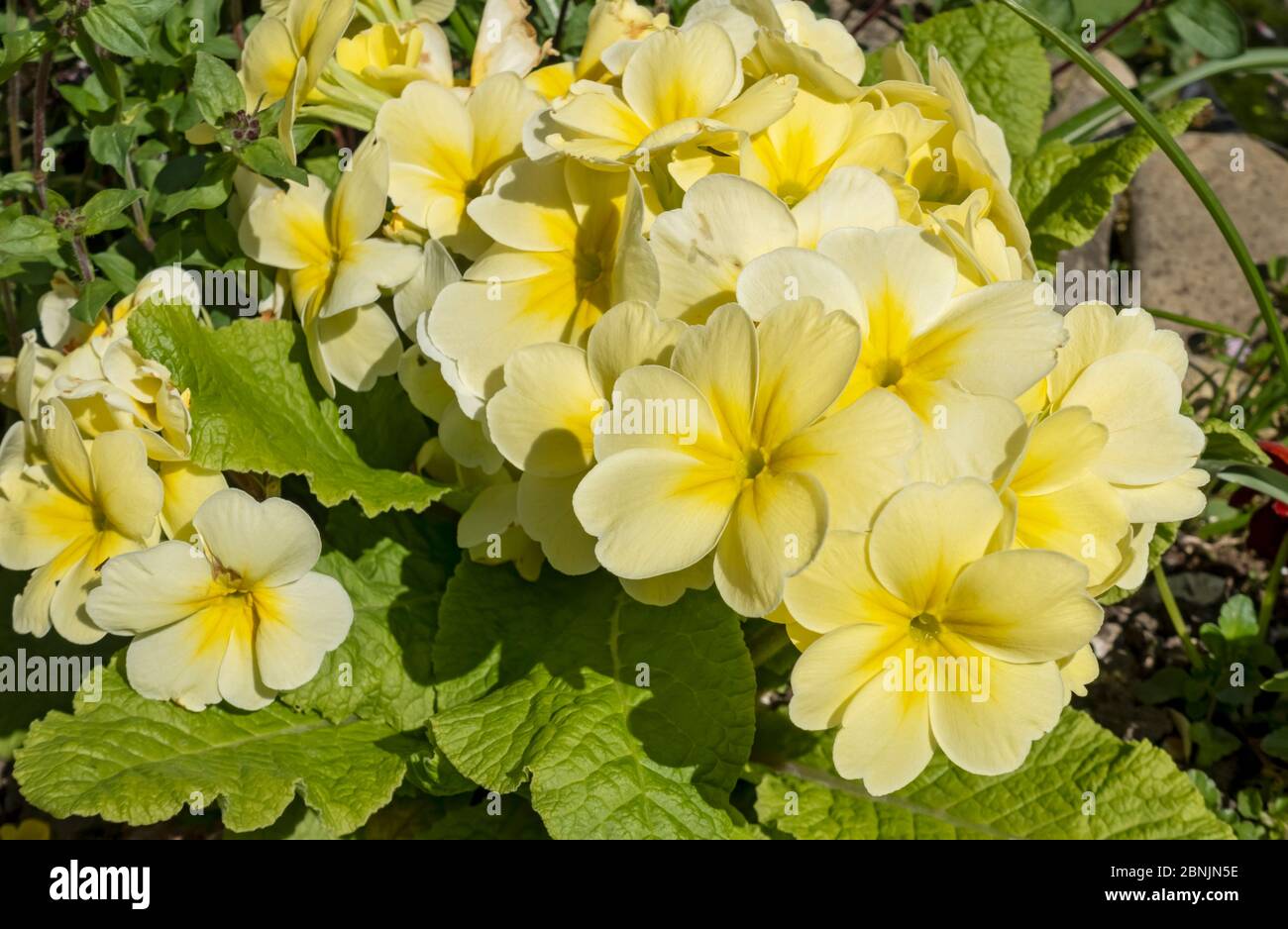 Primo piano di giallo primula fiori primula fiore fioritura in un giardino primavera Inghilterra Regno Unito GB Gran Bretagna Foto Stock