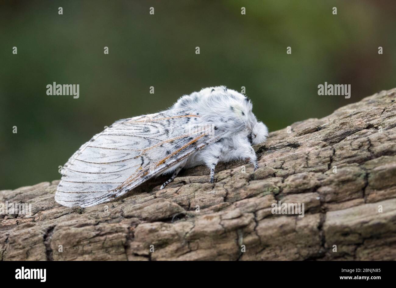 Puss Moth caterpillar (Cerura vinula) Wiltshire UK giugno Foto Stock