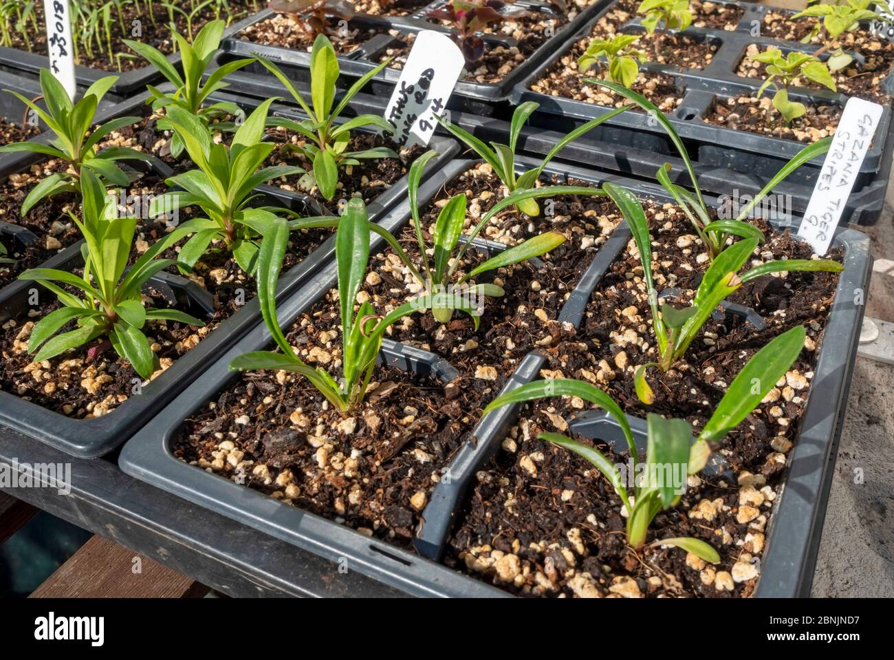 Primo piano di piante di dianthus e gazania che crescono in moduli di plastica piantano vassoi di pentole nella serra in primavera Inghilterra Regno Unito Gran Bretagna Foto Stock