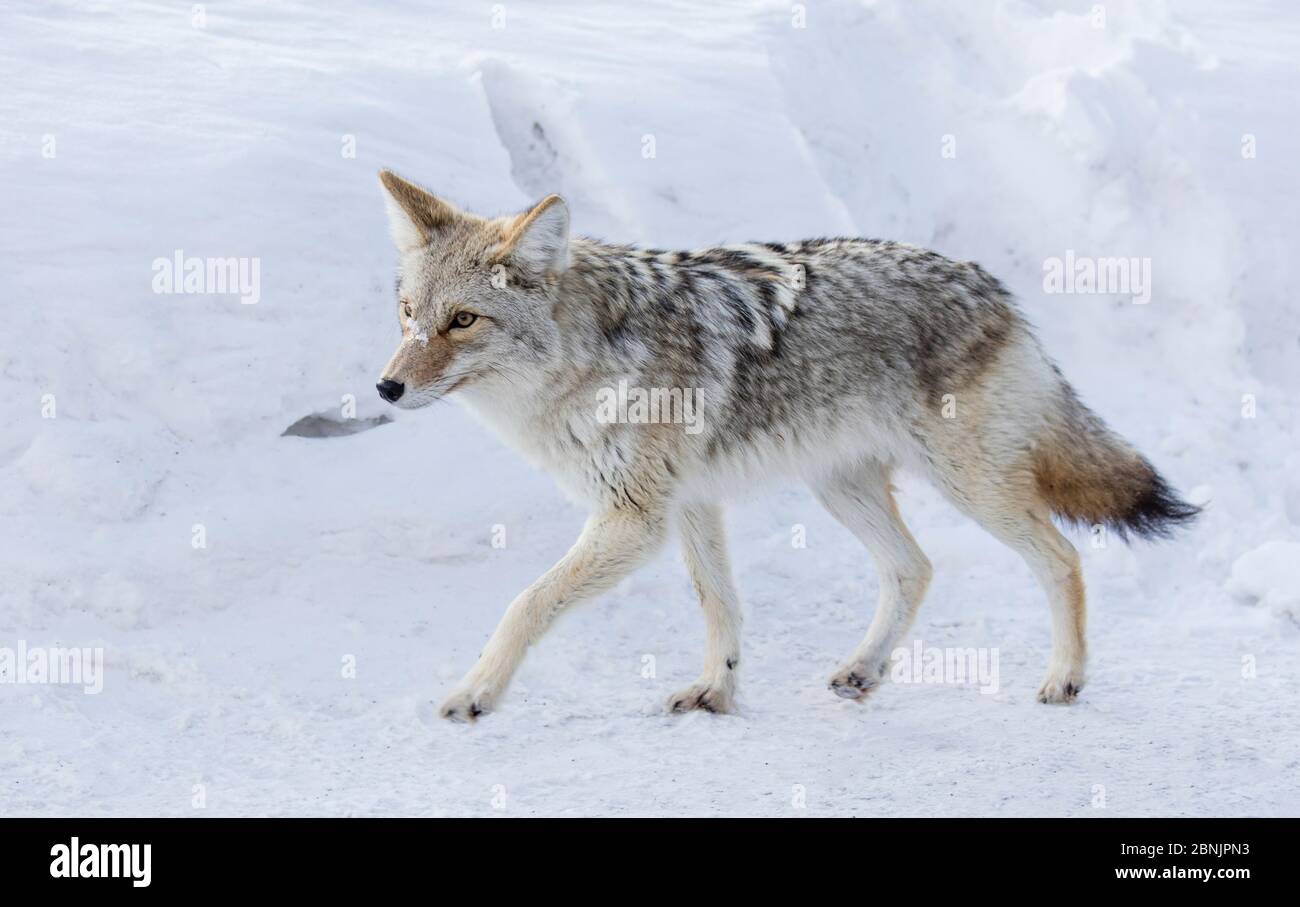 Coyote (Canis latrans) camminando su strada nella neve d'inverno, Yellowstone National Park, Montana, Stati Uniti. Gennaio. Foto Stock