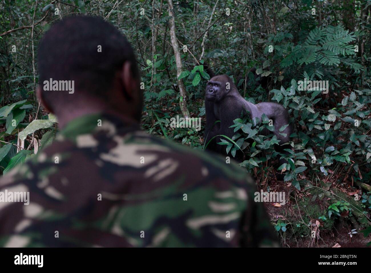 I lavoratori della Aspinall Foundation che tracciano i gorilla della pianura occidentale (Gorilla gorilla gorilla), compreso il silverback. Progetto di reintroduzione PPG Foto Stock