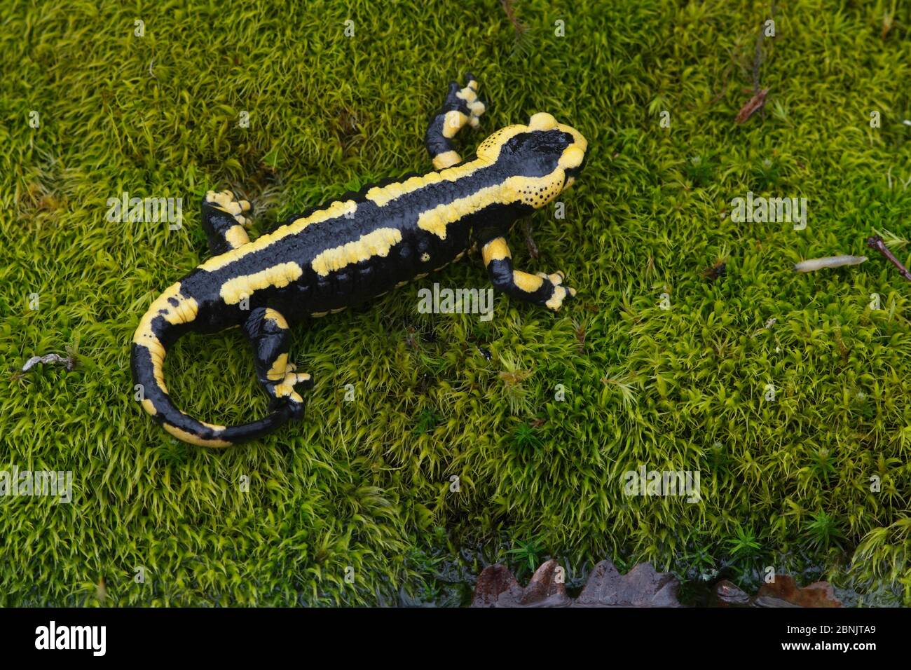 Salamandra (Salamandra salamandra) Francia, marzo. Foto Stock