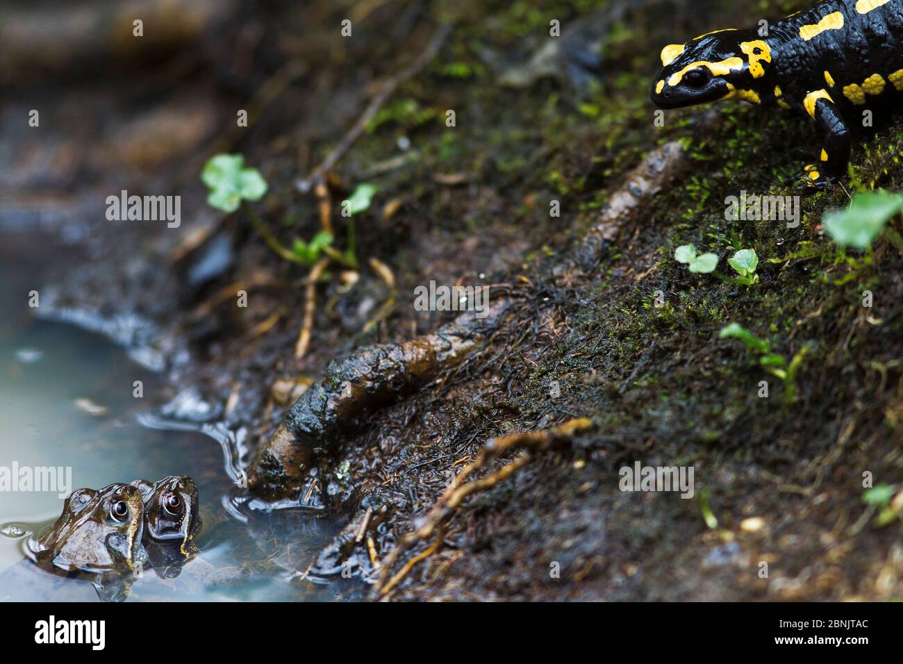Rana comune (Rana temporaria) e salamandra fuoco (Salamandra salamandra) durante la stagione di riproduzione che condivide lo stesso stagno per deporre le uova. Borgogna, fra Foto Stock