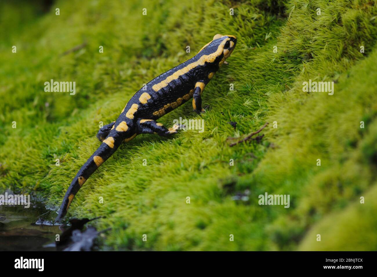 Salamandra (Salamandra salamandra) Francia, marzo. Foto Stock