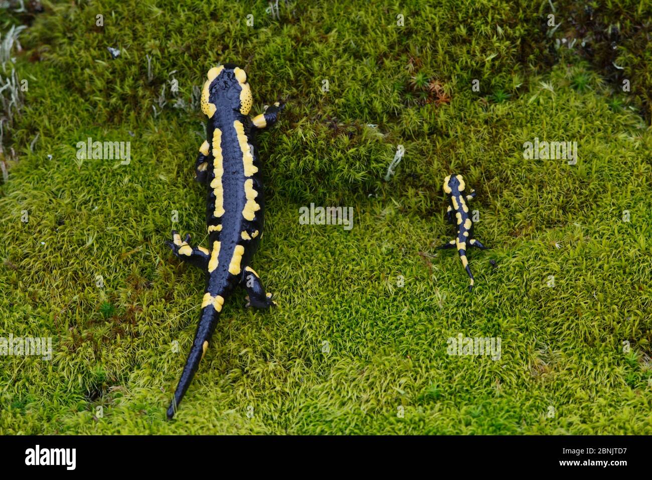 Salamandra (Salamandra salamandra) adulto e giovanile fianco a fianco, Francia, marzo. Foto Stock