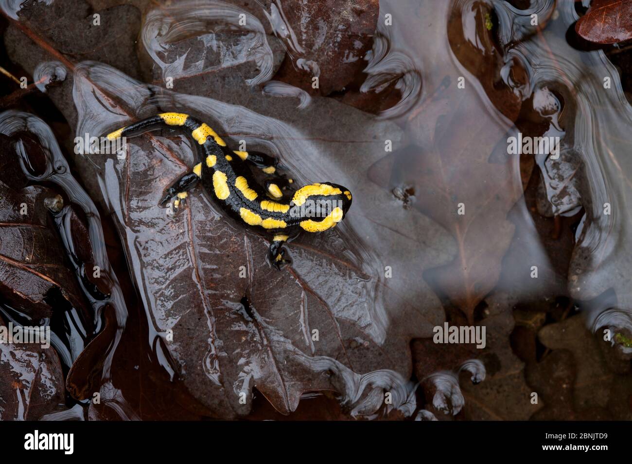 Fuoco salamandra (Salamandra salamandra) in foglie umide, Borgogna, Francia, aprile. Foto Stock