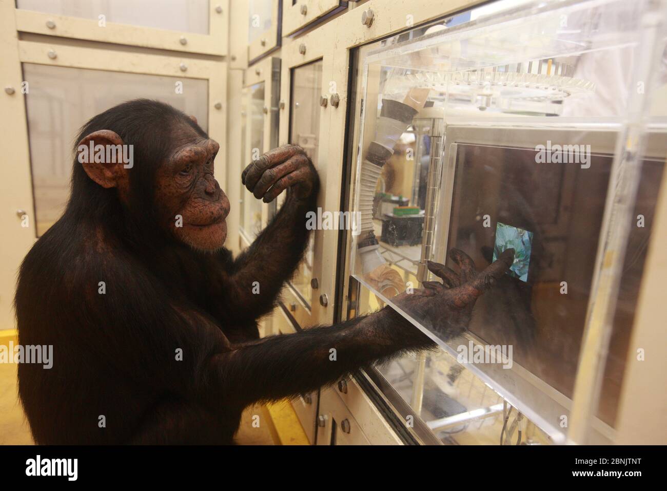 Uno scimpanzé (Pan troglodytes) nel disegno rispetto al riconoscimento di foto esperimento, Università di Tokyo, Giappone Foto Stock