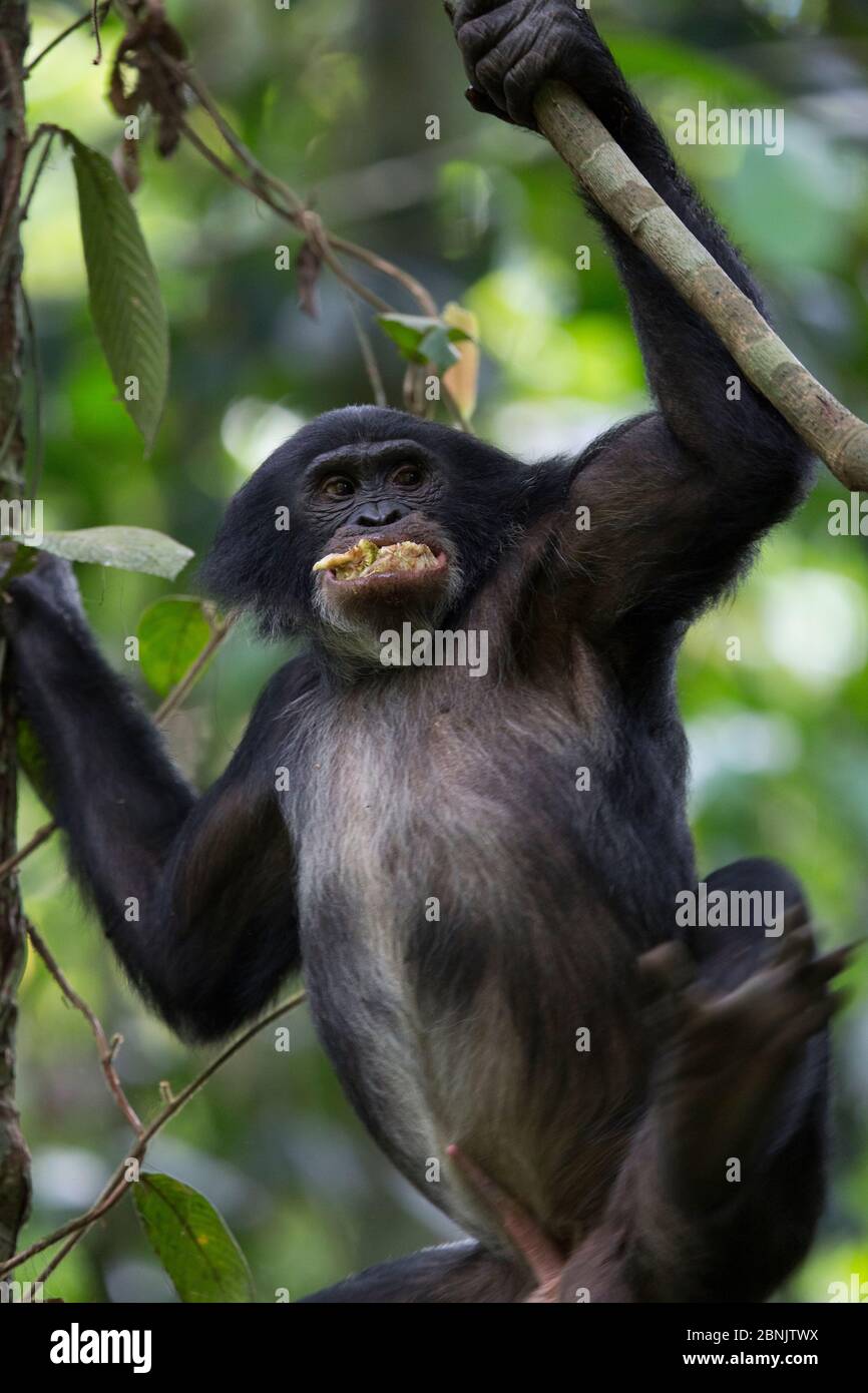 Bonobo (Pan paniscus) in albero, a nord della provincia di Bandundu, Repubblica Democratica del Congo (RDC) Foto Stock