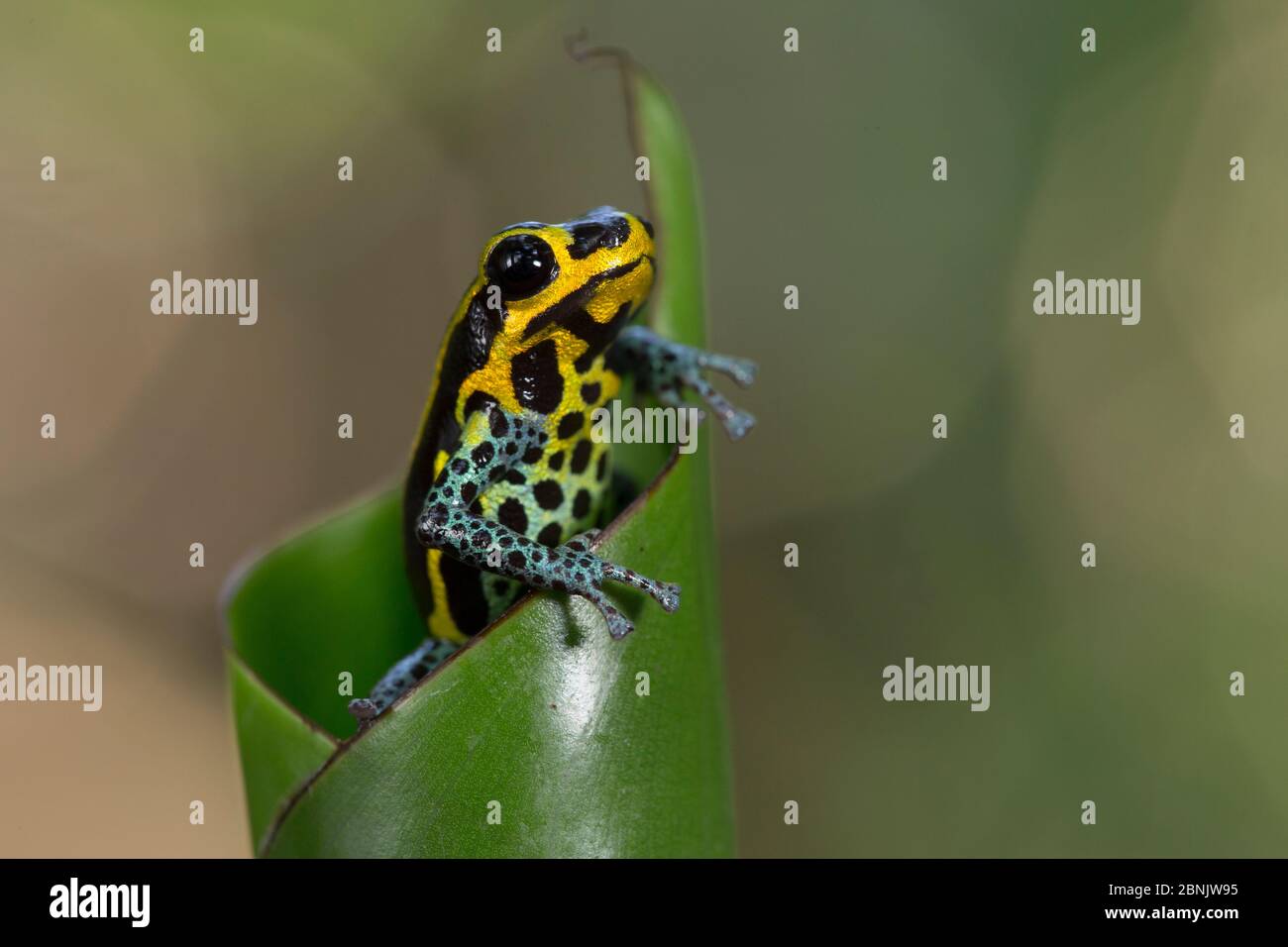 Rana di freccette velenose (imitatore di Ranitomeya) Amazzonia, Perù Foto Stock