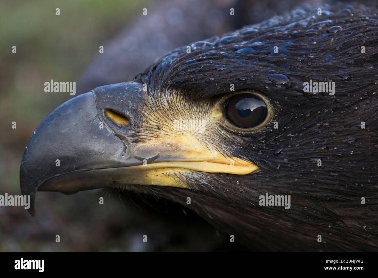 Aquila dalla coda bianca (Haliaetus albicilla) ritratto di cazzo quasi in grado di volare, Isola di Hysvær, Arcipelago di Vega, Norvegia giugno Foto Stock