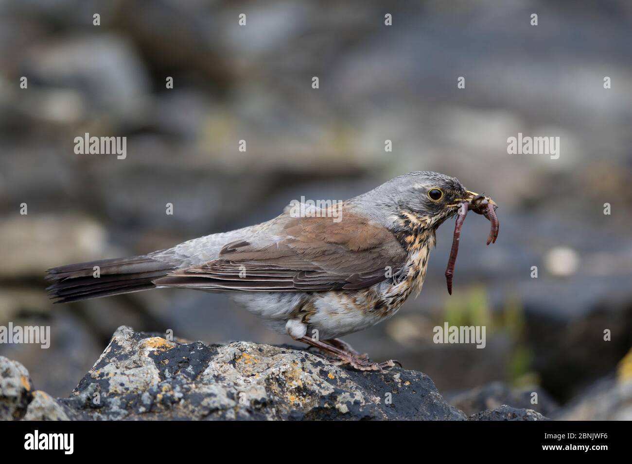 Fieldfare (Turdus pilaris) maschio con vermi e lumache in becco, Isola di Lanan, Arcipelago di Vega, Norvegia giugno Foto Stock