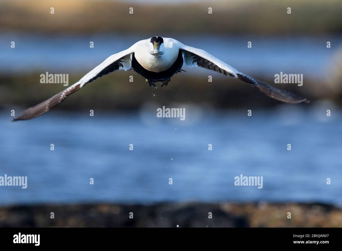 Eider comune (Somateria mollissima) maschio volando sul mare, giù è raccolto da anatre selvatiche su Lanan Isola, arcipelago di Vega, Norvegia Giugno Foto Stock