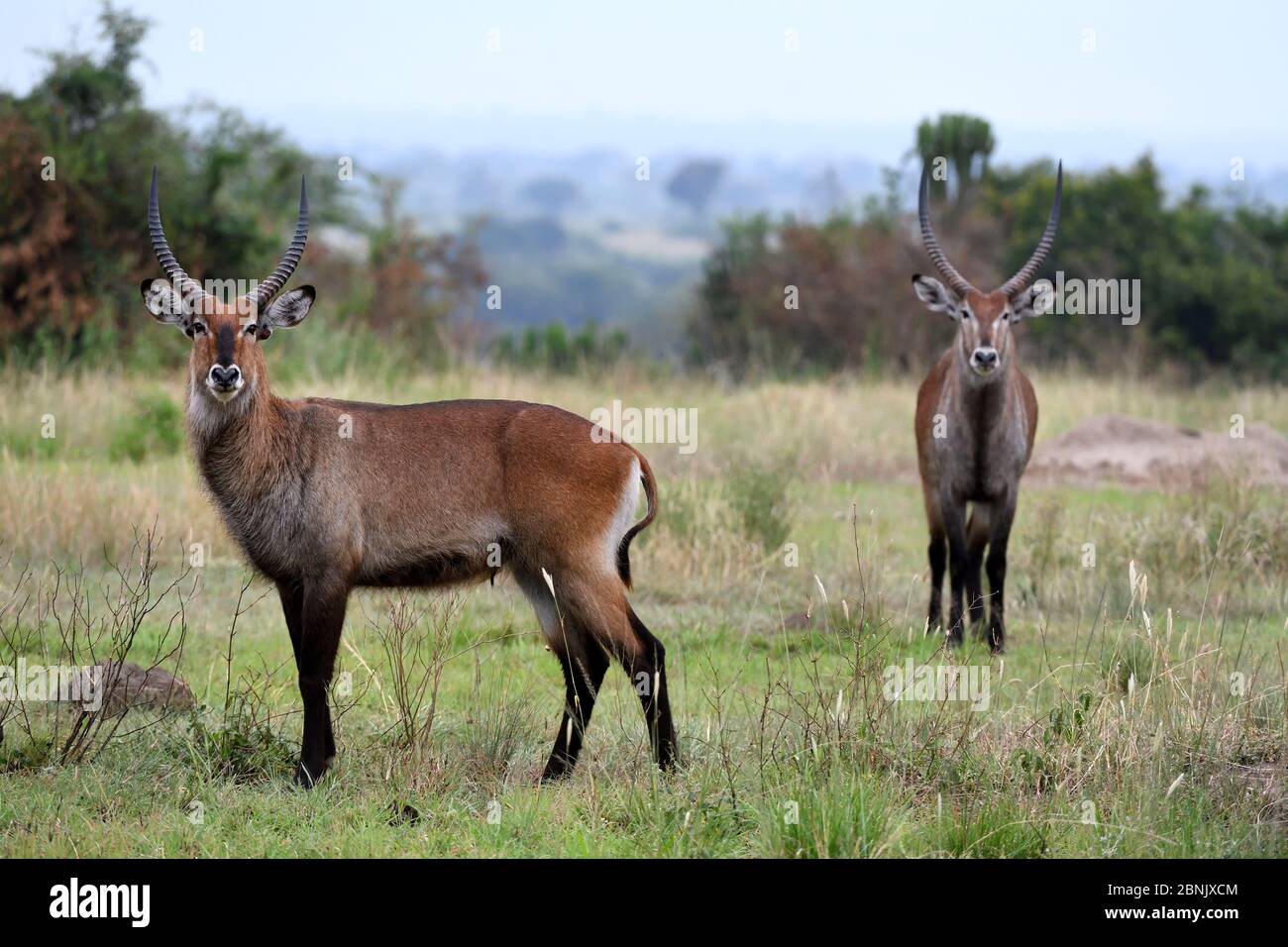 Defassa waterbuck (Kobus ellissiprymnus defassa) maschi in savana. Parco Nazionale della Regina Elisabetta, Uganda, Africa Foto Stock