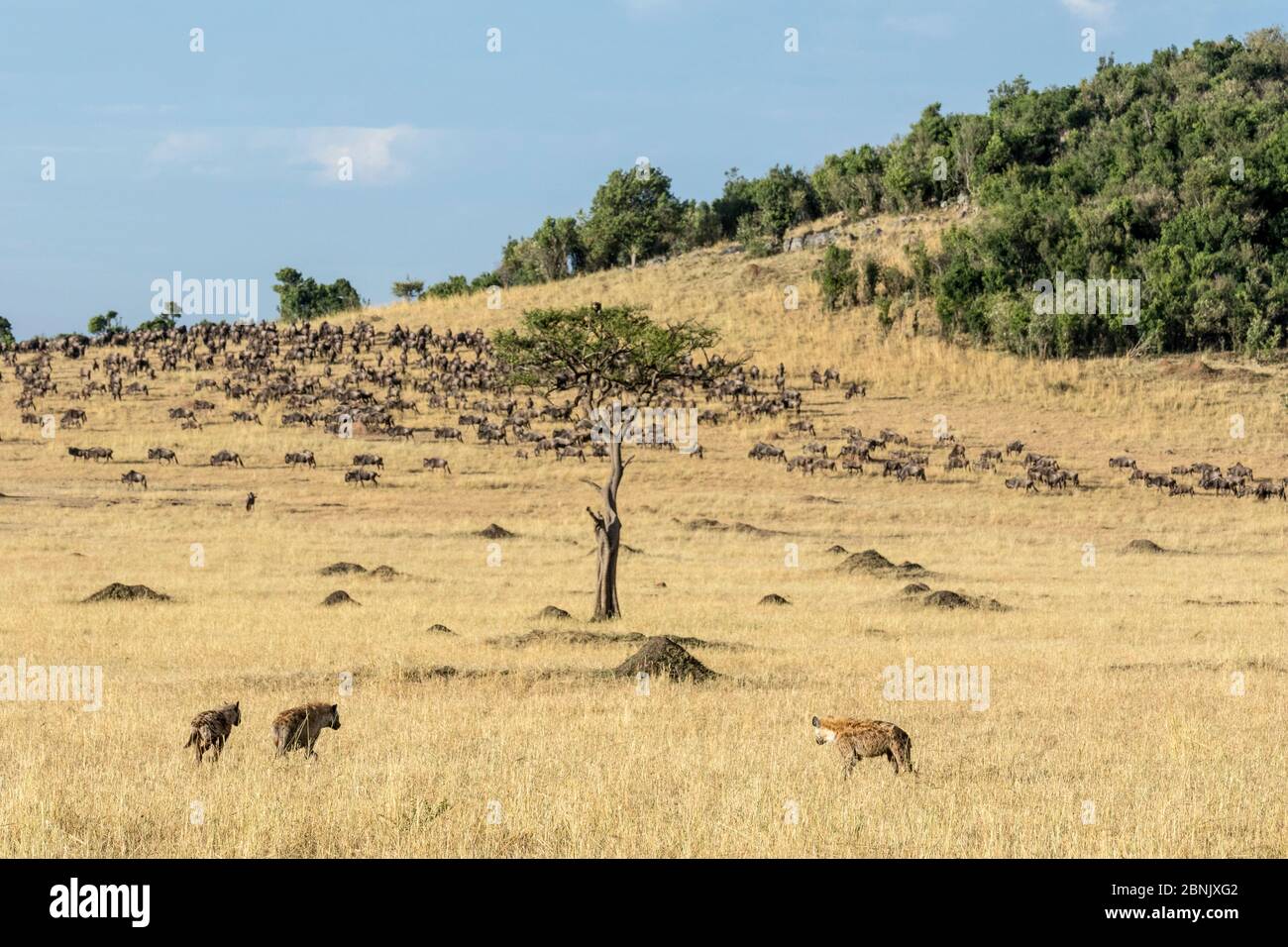 Inene avvistate (Crocuta croccuta) con mandria di Blue wildebeest (Connachaetes taurinus) durante la migrazione, Masai Mara Game Reserve, Kenya Foto Stock