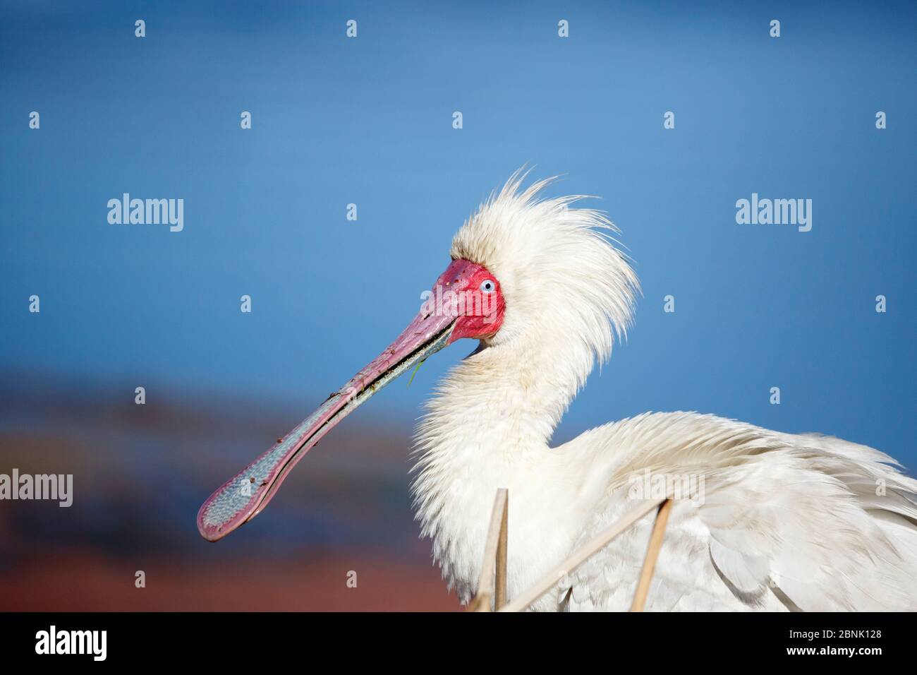 Spatola africana (Platalea alba) Provincia di Gauteng, Santuario degli uccelli di Marievale, Sudafrica. Foto Stock