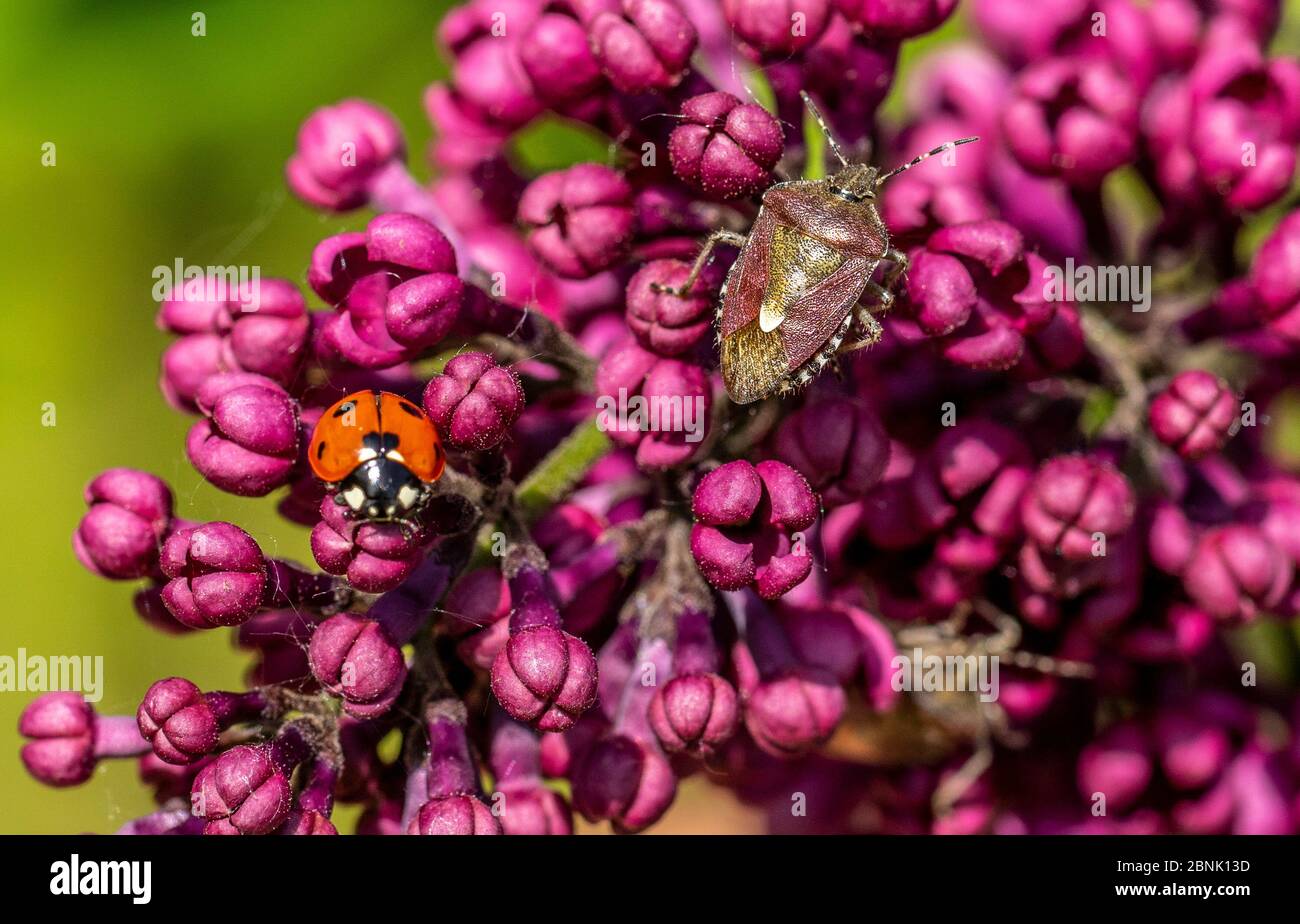 primo piano di cimici e un ladybug su un ramo di splendido lilla fiorente. Foto Stock