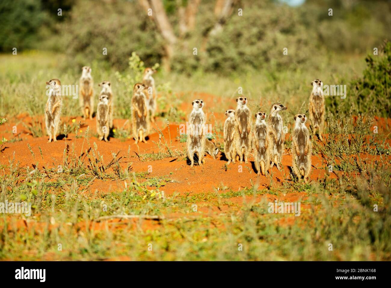 Meerkats (Suricata suricatta) Comportamento sentinella, il Kalahari, Sud Africa. Foto Stock